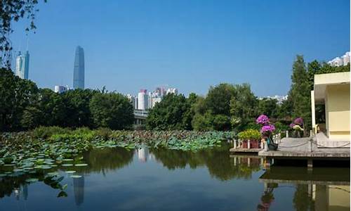 深圳人民公园第十六届月季花展_深圳人民公园月季花展2020