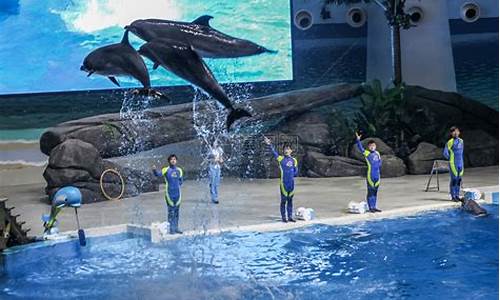 北京海洋公园海豚表演时间表_北京海洋公园海豚表演时间表最新
