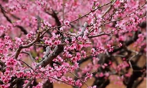 广州石马桃花公园的桃花开了没有_广州石马桃花公园的桃花开了没有